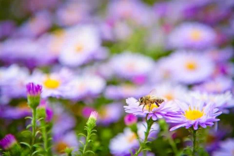 Bee on flowers Foto stock