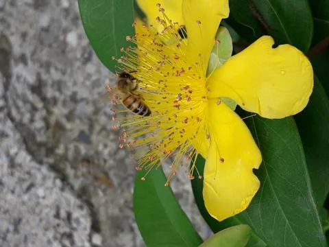 Bee with flowers 写真素材