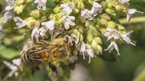 A bee on flowers Stock-Fotos