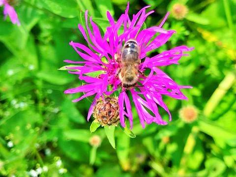 Bee on the flowers Stock Photos