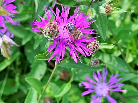 Bee on the flowers Stock Photos
