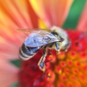 Bee on the flowers Stock Photos
