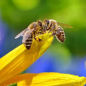 Bee on the flowers Stock Photos