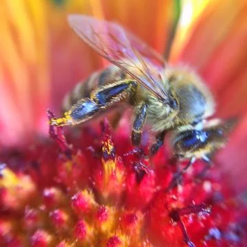 Bee on the flowers Stock Photos