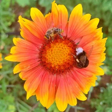 Bee on the flowers Stock Photos