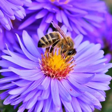 Bee on the flowers Stock Photos