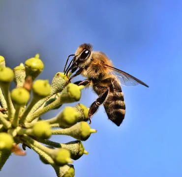 Bee on the flowers Stock Photos