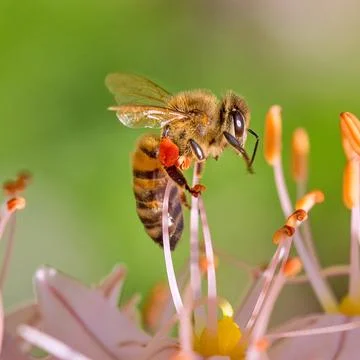 Bee on the flowers Stock Photos