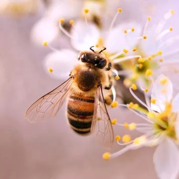Bee on the flowers Stock Photos