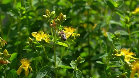 A bee on flowers Saint-John's-wort. Saint-John's-wort with bee. Slow motion. Stock Footage 134611981