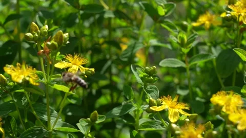 A bee on flowers Saint-John's-wort. Saint-John's-wort with bee. Slow motion. Stock Footage 135011575