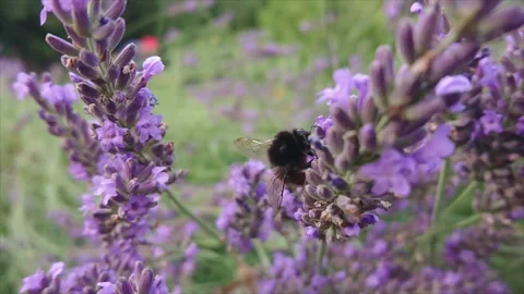 Bee on flowers slow motion Stock Footage 195888280