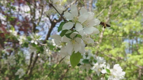 Bee on flowers slow motion Stock Footage 195888306