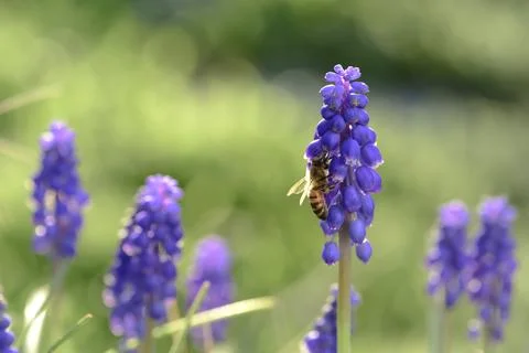 Bee on flowers in spring Stock Photos