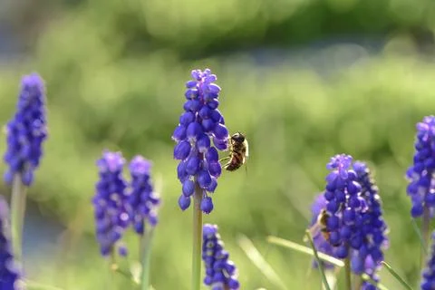 Bee on flowers in spring Stock Photos