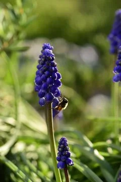 Bee on flowers in spring Stock Photos