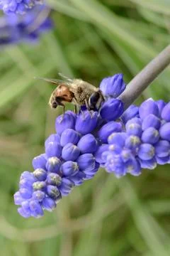 Bee on flowers in spring Stock Photos