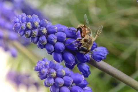 Bee on flowers in spring Stock Photos