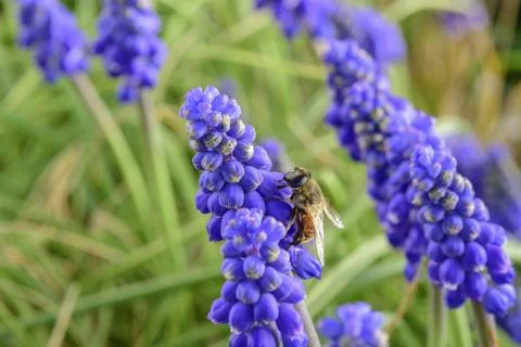 Bee on flowers in spring Stock Photos