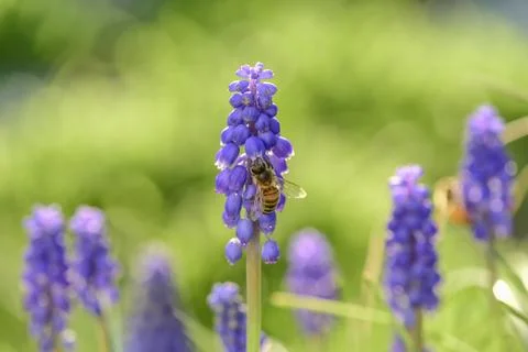Bee on flowers in spring Stock Photos
