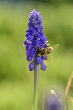Bee on flowers in spring Stock Photos