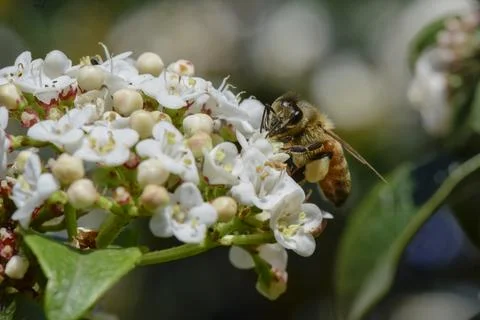 Bee on flowers in spring Stock Photos