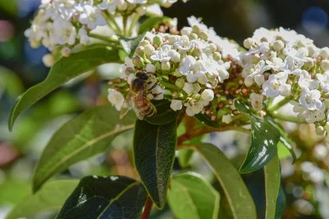 Bee on flowers in spring Stock Photos