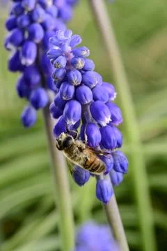 Bee on flowers in spring Stock Photos
