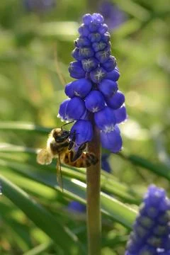 Bee on flowers in spring Stock Photos
