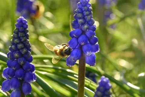 Bee on flowers in spring Stock Photos