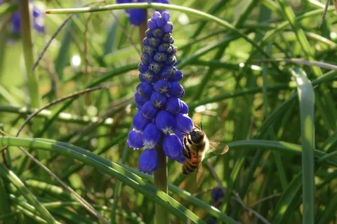 Bee on flowers in spring Stock Photos