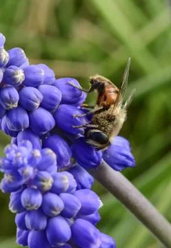 Bee on flowers in spring Stock Photos