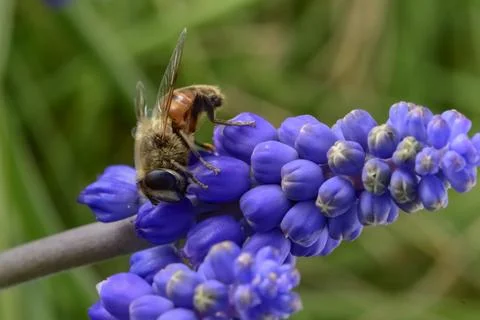 Bee on flowers in spring Stock Photos