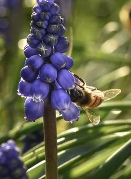 Bee on flowers in spring Stock Photos