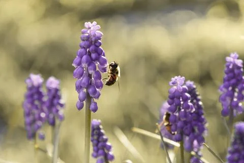 Bee on flowers in spring Stock Photos