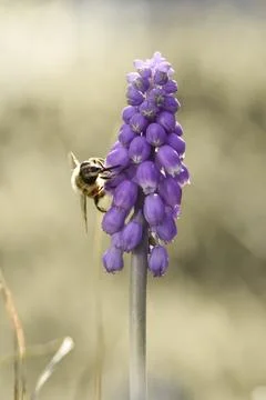 Bee on flowers in spring Stock Photos