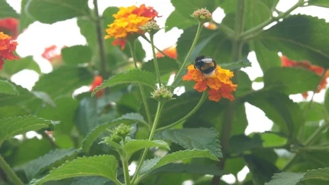 Bee at flowers which flies and eats Stock-Footage 77830181