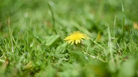 Bee fly away from dandelion flower and come back Stock Footage 344992134