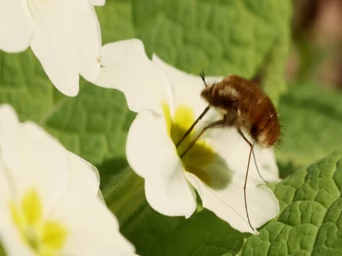 Bee-fly Beefly nectaring or drinking from Primrose 库存影片 74231578
