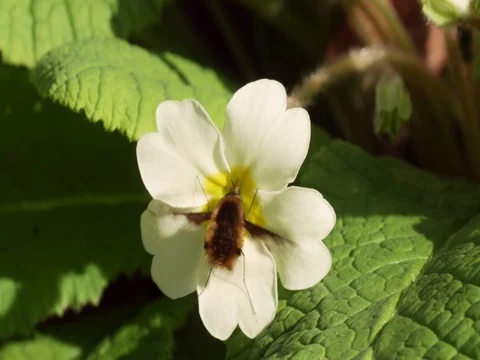 Bee-fly Beefly nectaring or drinking from Primrose Stock Footage 74231660