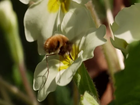 Bee-fly Beefly nectaring or drinking from Primrose Stock Footage 74231880