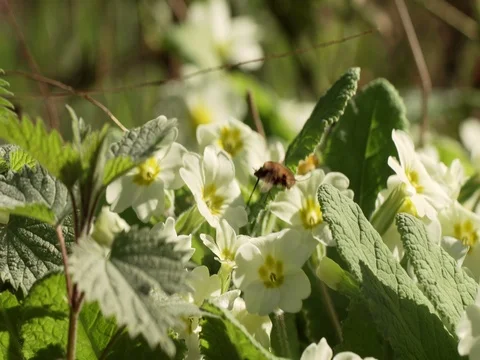 Bee-fly Beefly nectaring or drinking from Primrose flower Stock Footage 74231925