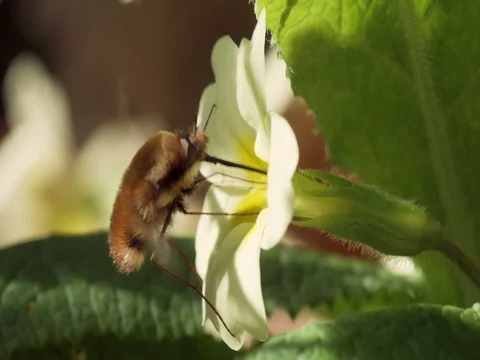 Bee-fly Beefly nectaring or drinking from Primrose Stock Footage 74232102