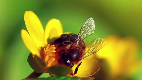 Bee fly in a blossoming flower. Slow motion Stock Footage 219393546