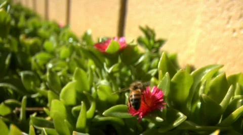 Bee fly from flower to flower Stock-Footage 720913