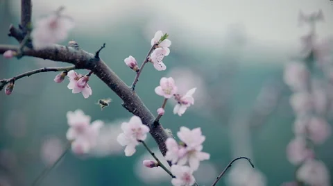 Bee fly from flower to flower 스톡 동영상 61869469