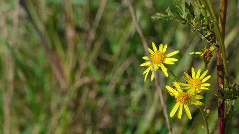 A bee-like fly on a flower Stock Footage 327901805