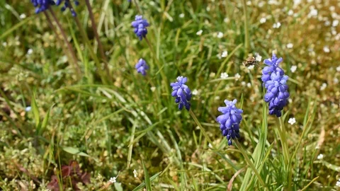 Bee-fly on the flowers Stock Footage 126766008