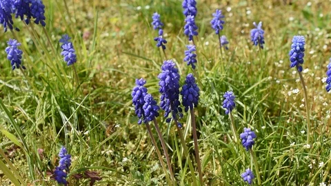 Bee-fly on the flowers Stock Footage 126896754
