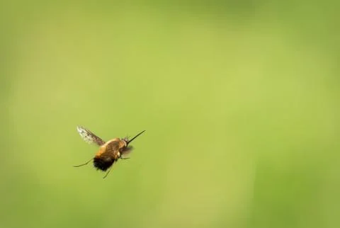 A bee fly flying in front of a blurry green background Stock Photos